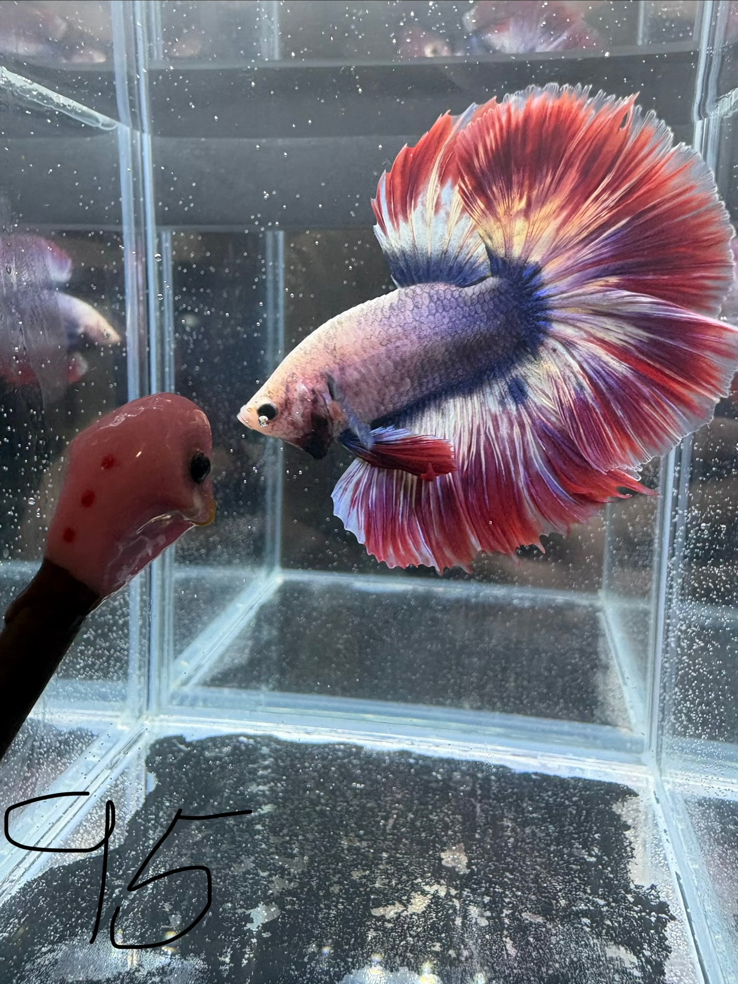 Thai Flag HM Male Betta | CG-95