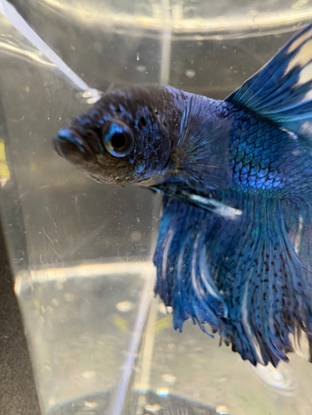 BLUE multicolor Halfmoon — M-005