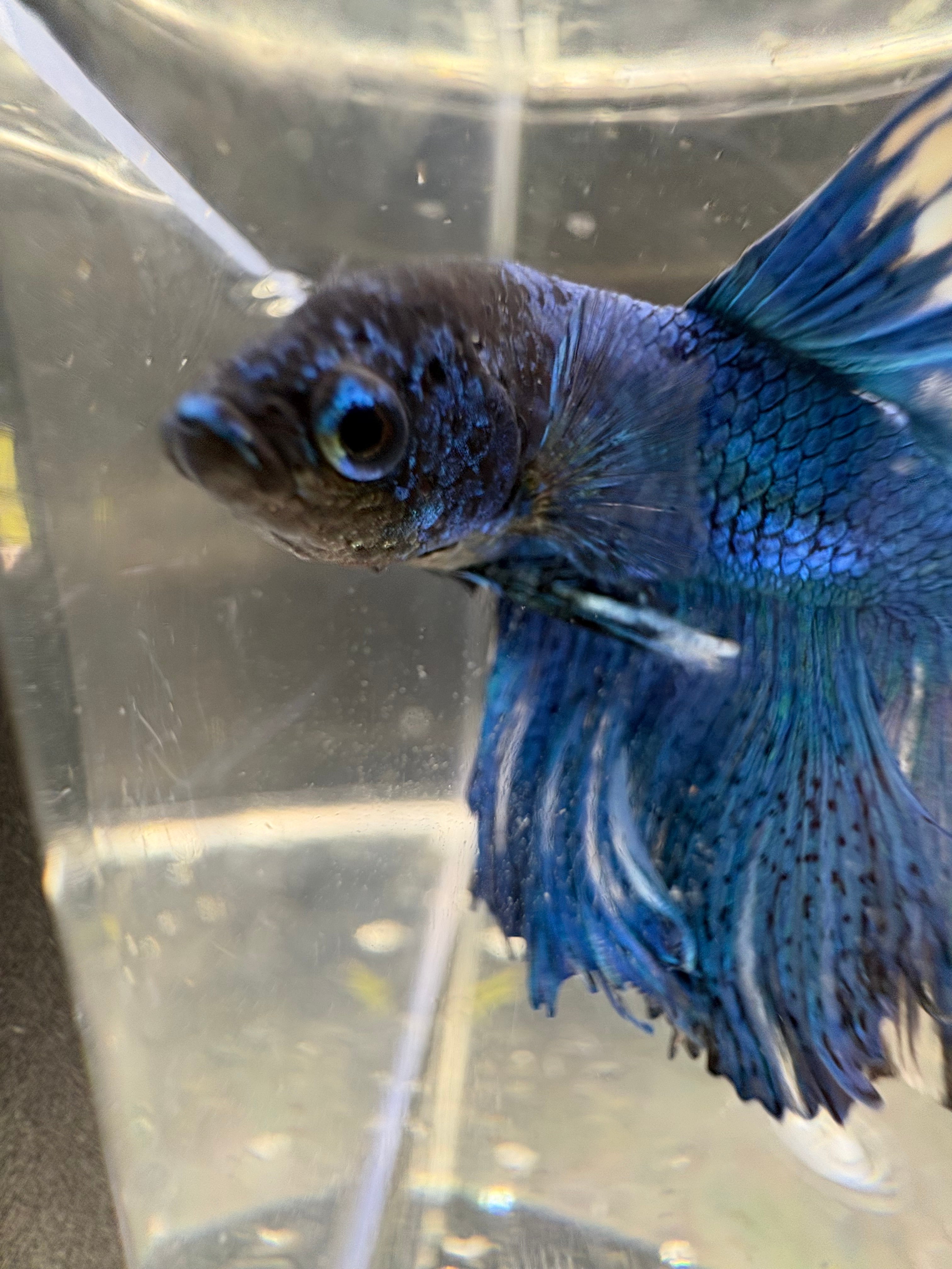 BLUE multicolor Halfmoon — M-005