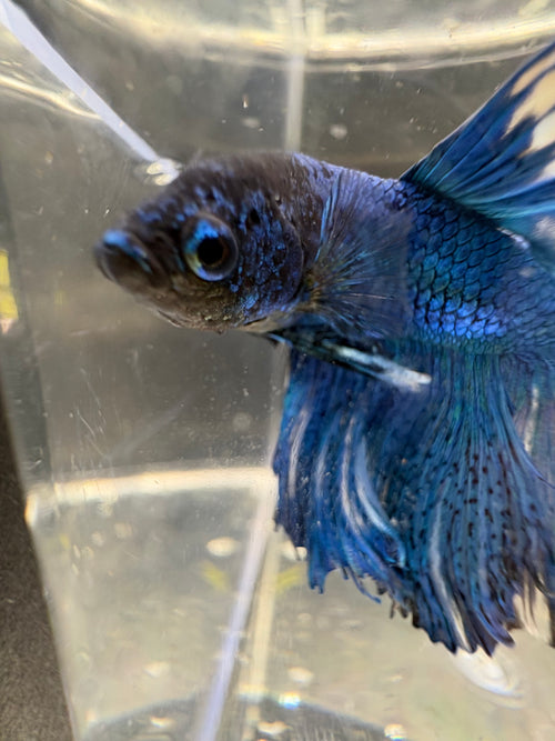 BLUE multicolor Halfmoon — M-005
