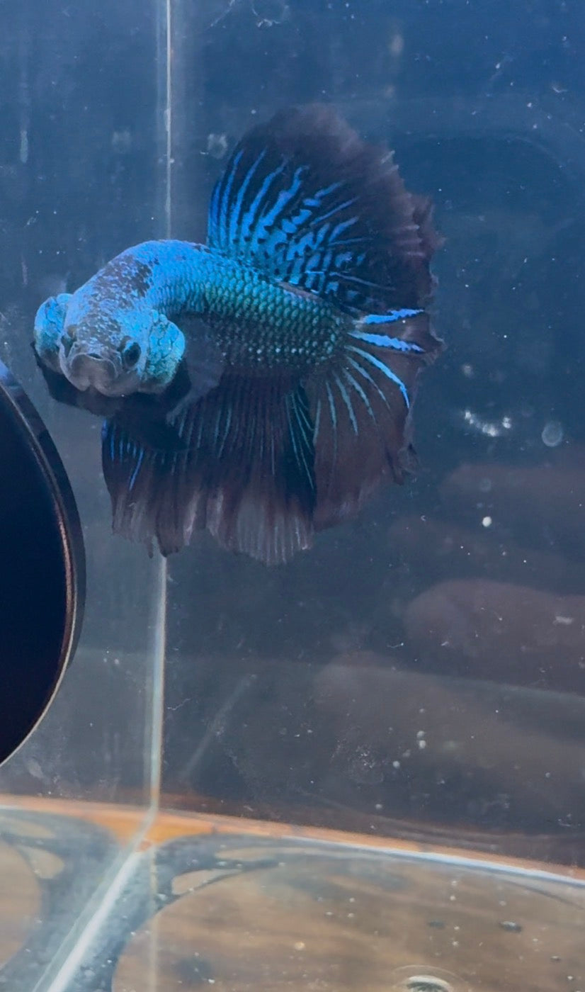 GREEN SAMURAI HM Male Betta | RZ-55