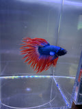 Spider Crowntail Male Betta (Blue/Red) | CG-15Cg-16