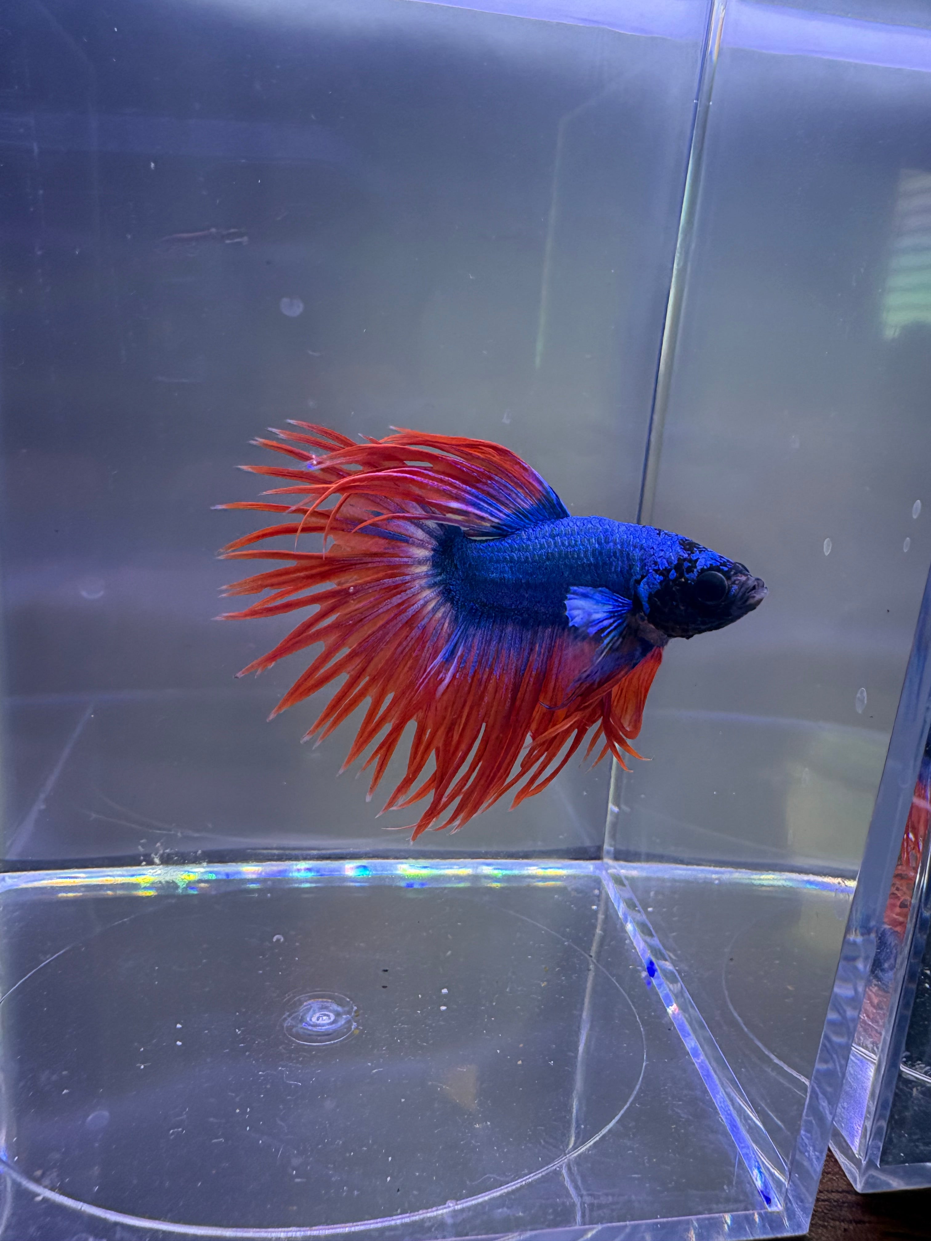 Spider Crowntail Male Betta (Blue/Red) | CG-15Cg-16