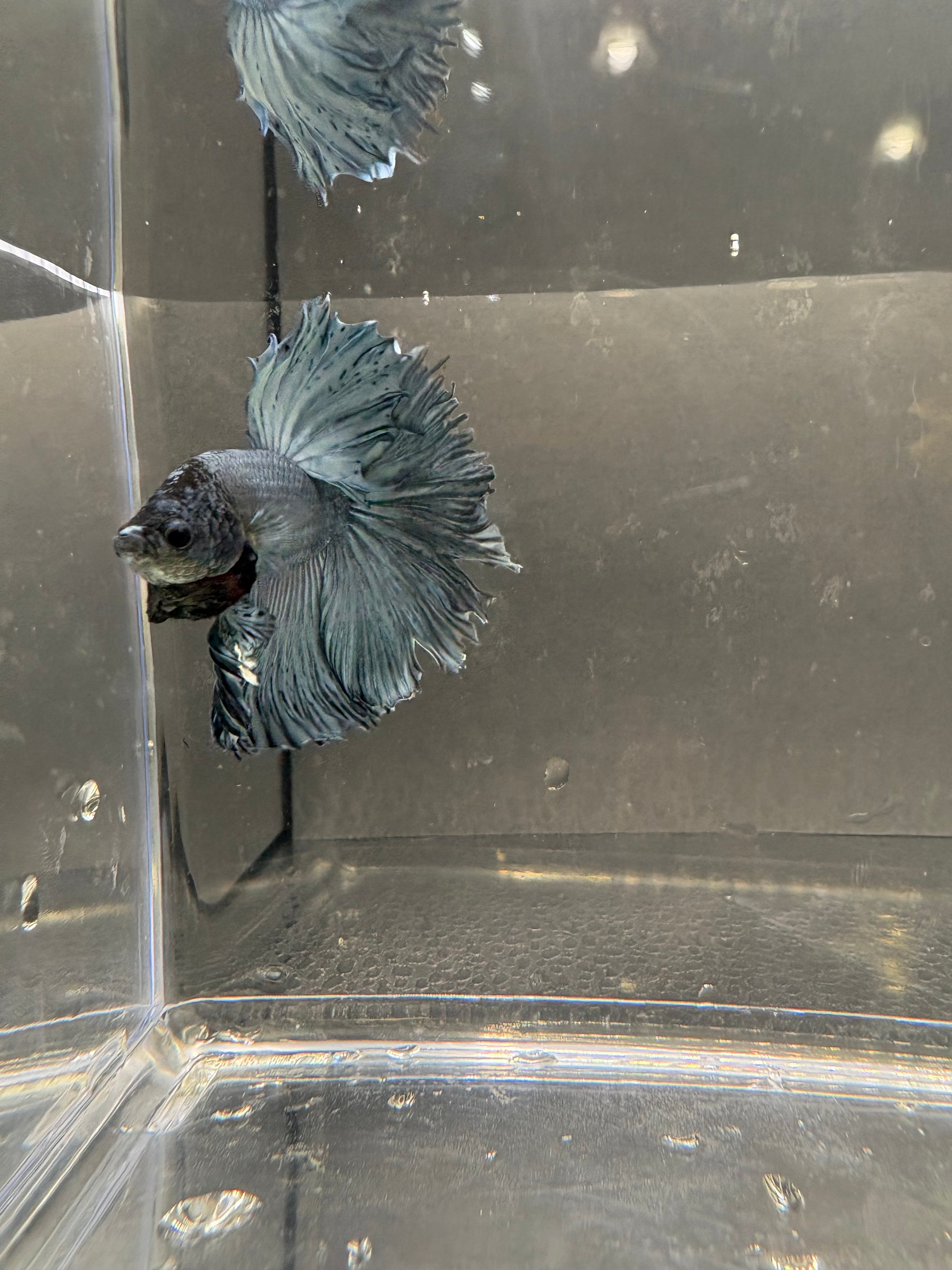 Halfmoon Blue Steel— M-001