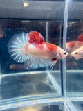 Giant Live Betta HMPK Tun-Jo Koi Male| CG-78
