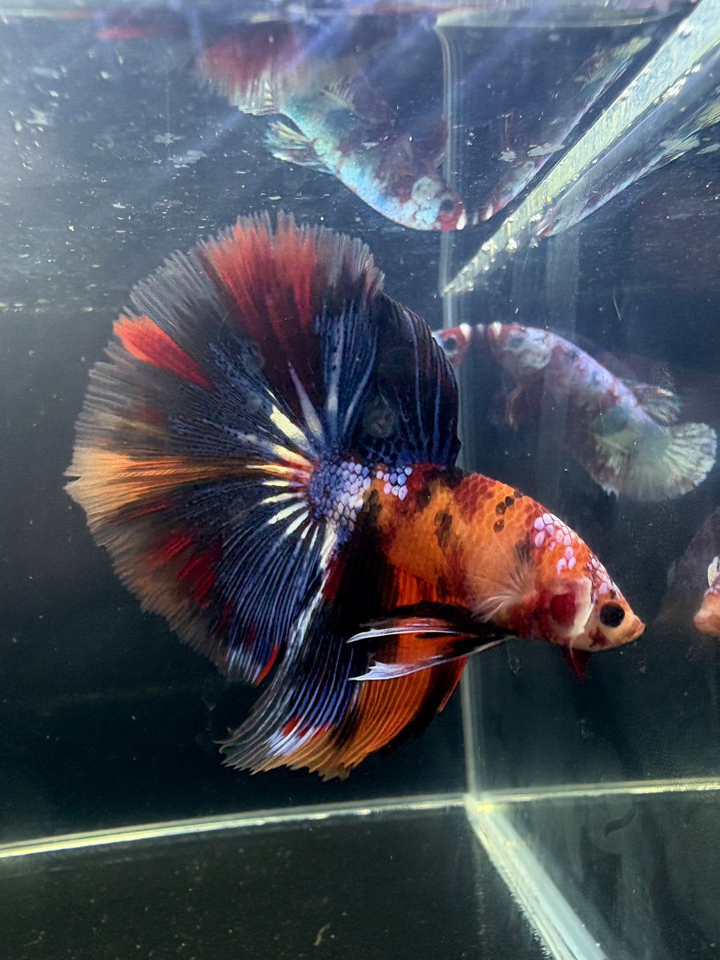 Galaxy Nemo/Koi/Candy Halfmoon Mix Male Betta | CG-42