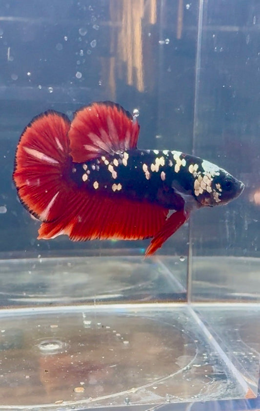 Avatar Copper Male Betta | RZ-25