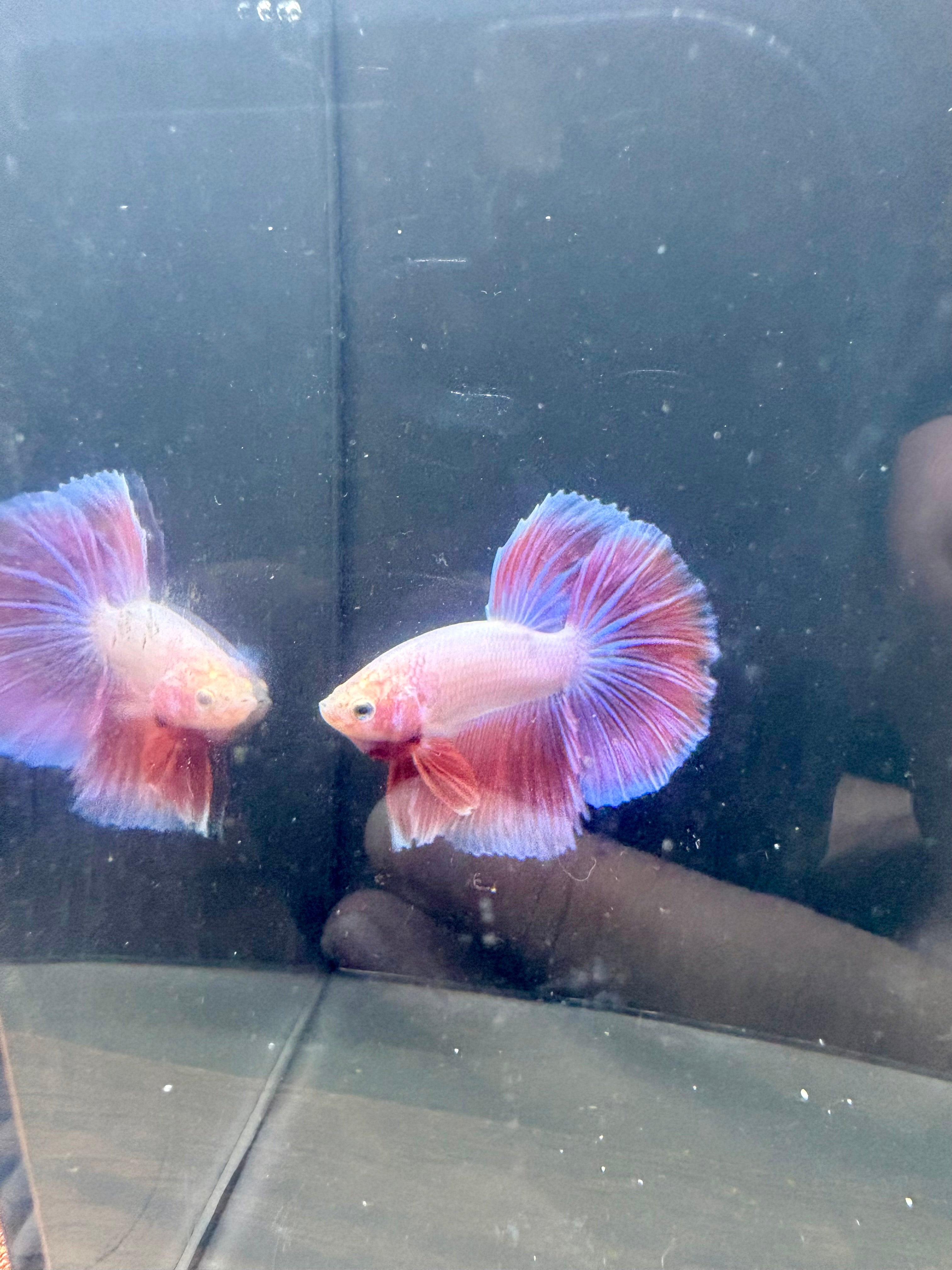 Pink HM Male Betta | RZ-96 – MidWestBettas