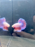 Pink HM Male Betta | RZ-96