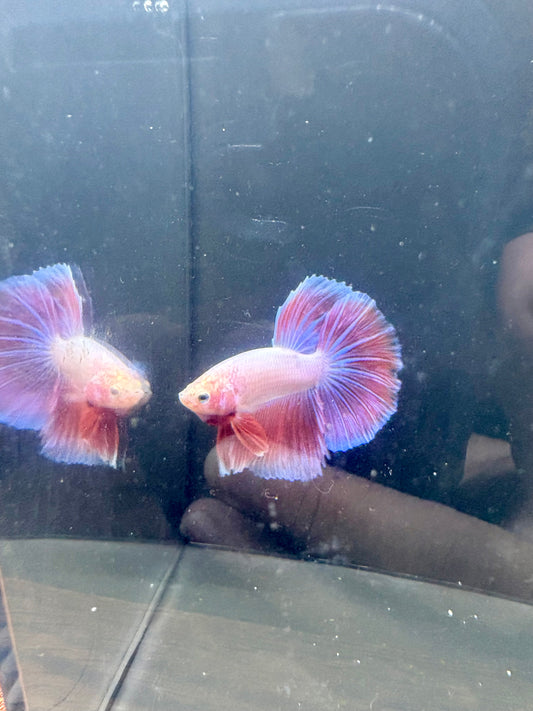 Pink HM Male Betta | RZ-96
