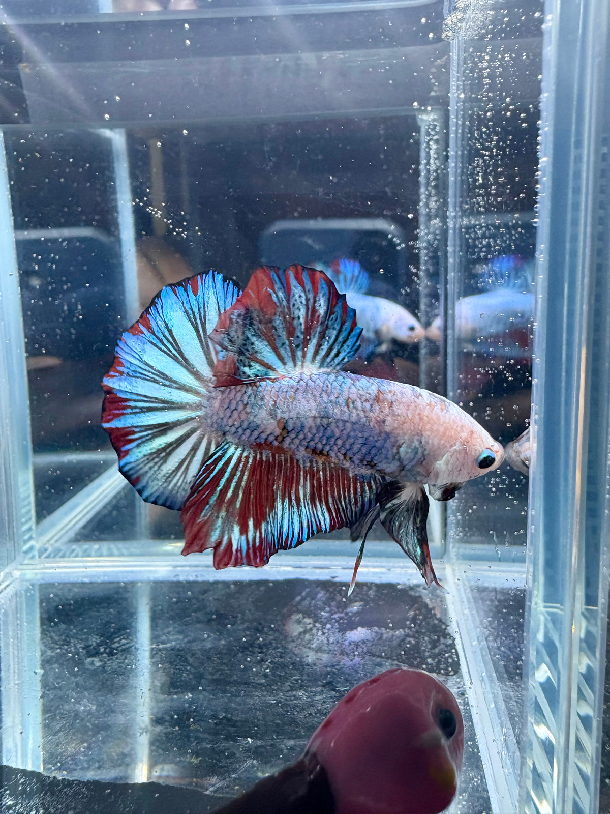 Exclusive Fancy Red Flag Live Betta Fish Male | CG-259