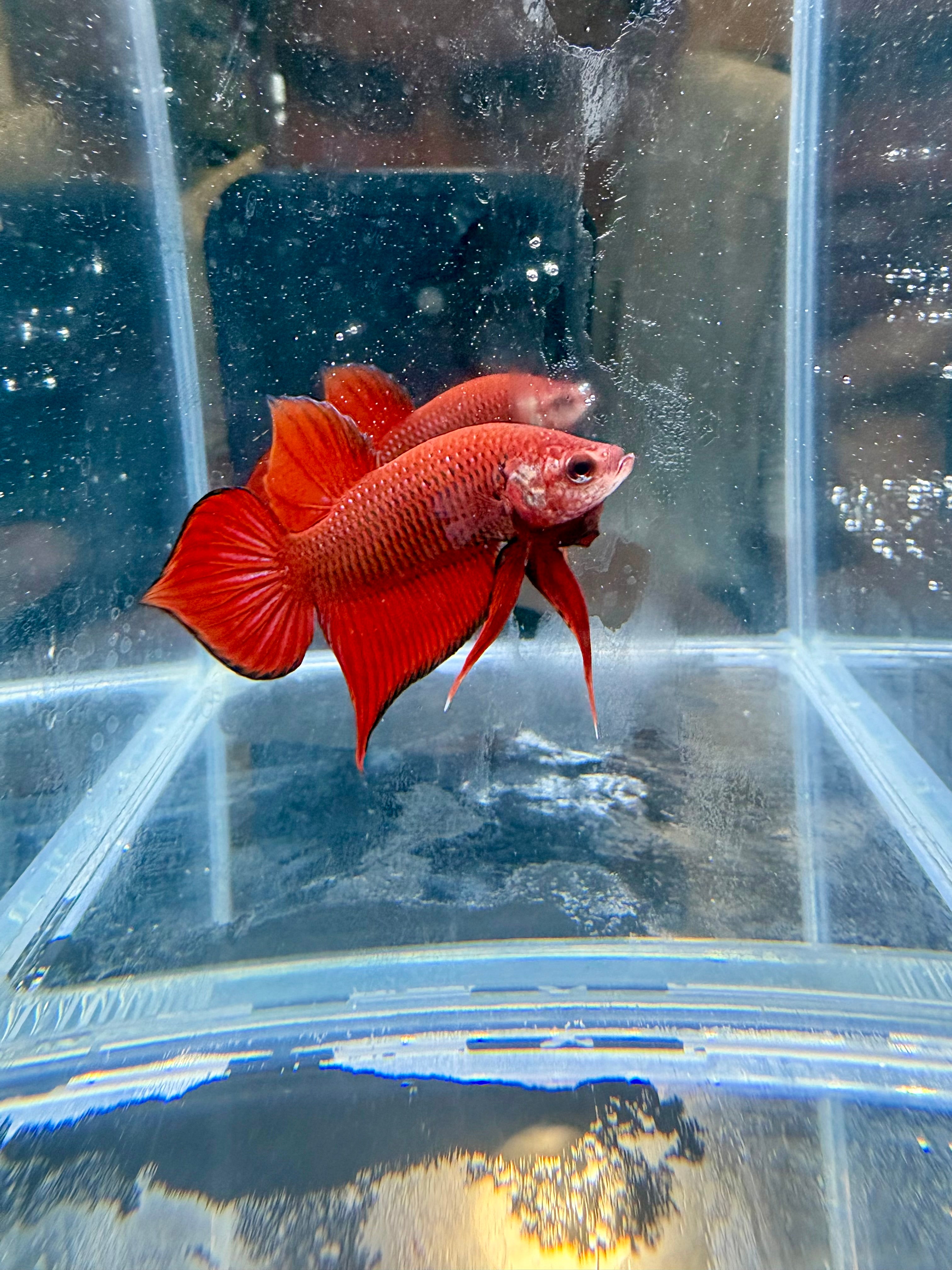 Live Male Betta Hybrid Red Splendens Wild Plakat | CG-16-17
