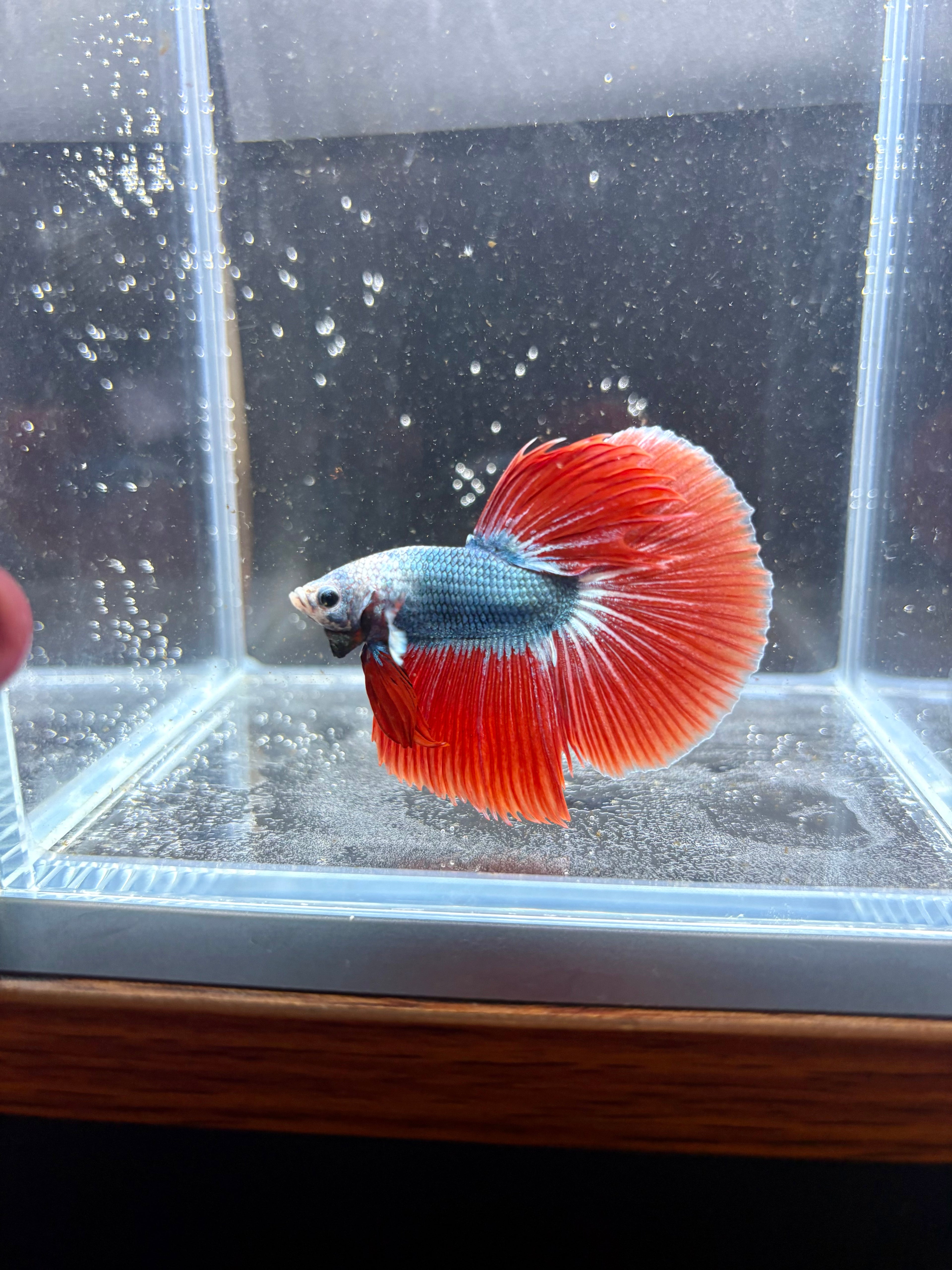 Blue Red Muscot Halfmoon Male Betta | CG-69