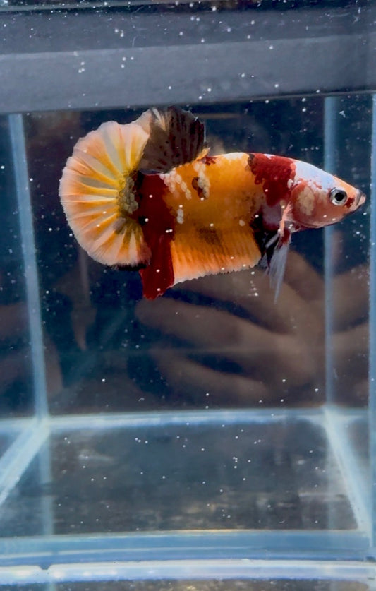 Nemo Copper Male Betta | RZ-110