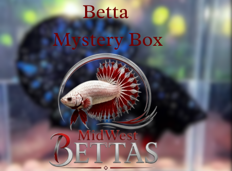 Mystery Male Betta