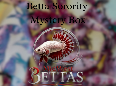 Sorority Mystery Pack — 5 Premium Females