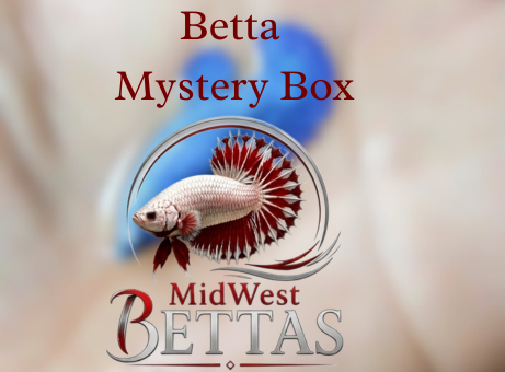 Mystery Female Betta