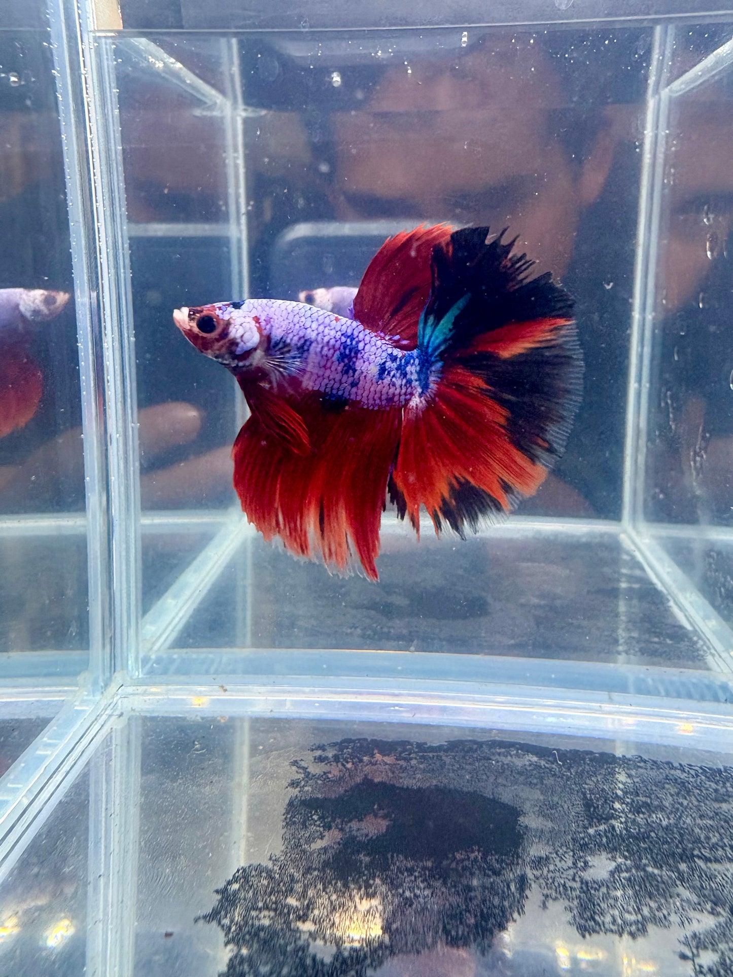 Nemo Pink Candy Dragon Halfmoon Male Betta | CG-71