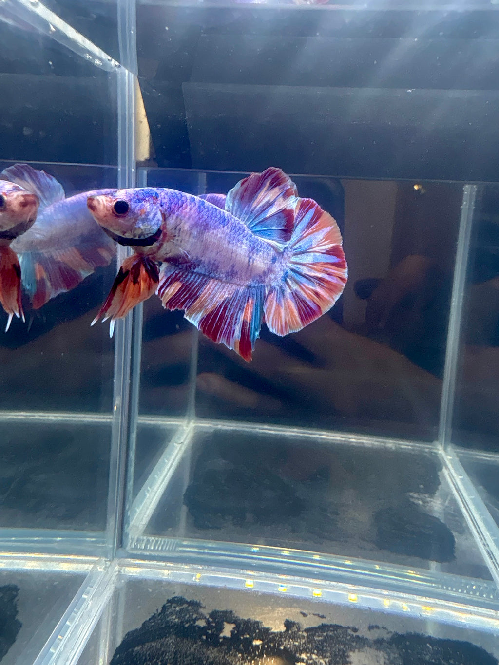 Giant Candy Halfmoon Plakat Male Betta | CG-73