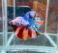 Nemo Pink Candy Halfmoon | CG-114