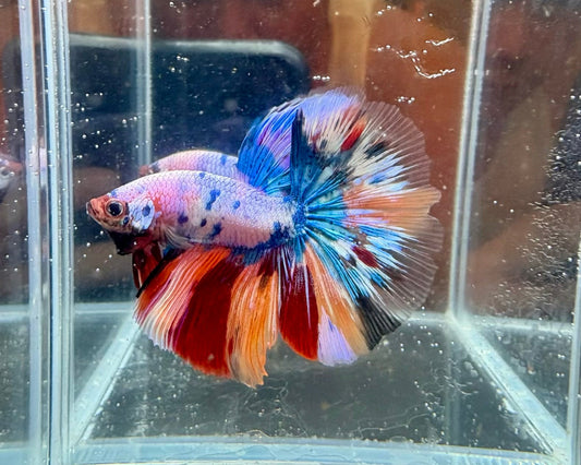 Nemo Pink Candy Halfmoon | CG-114