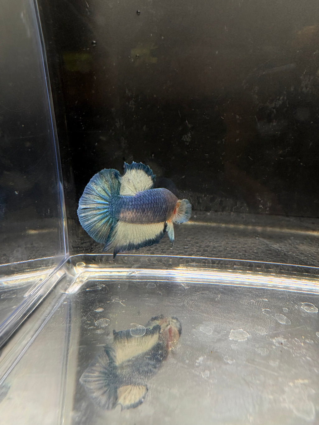 Azul Mármol HMPK — M-032