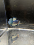 Azul Mármol HMPK — M-032
