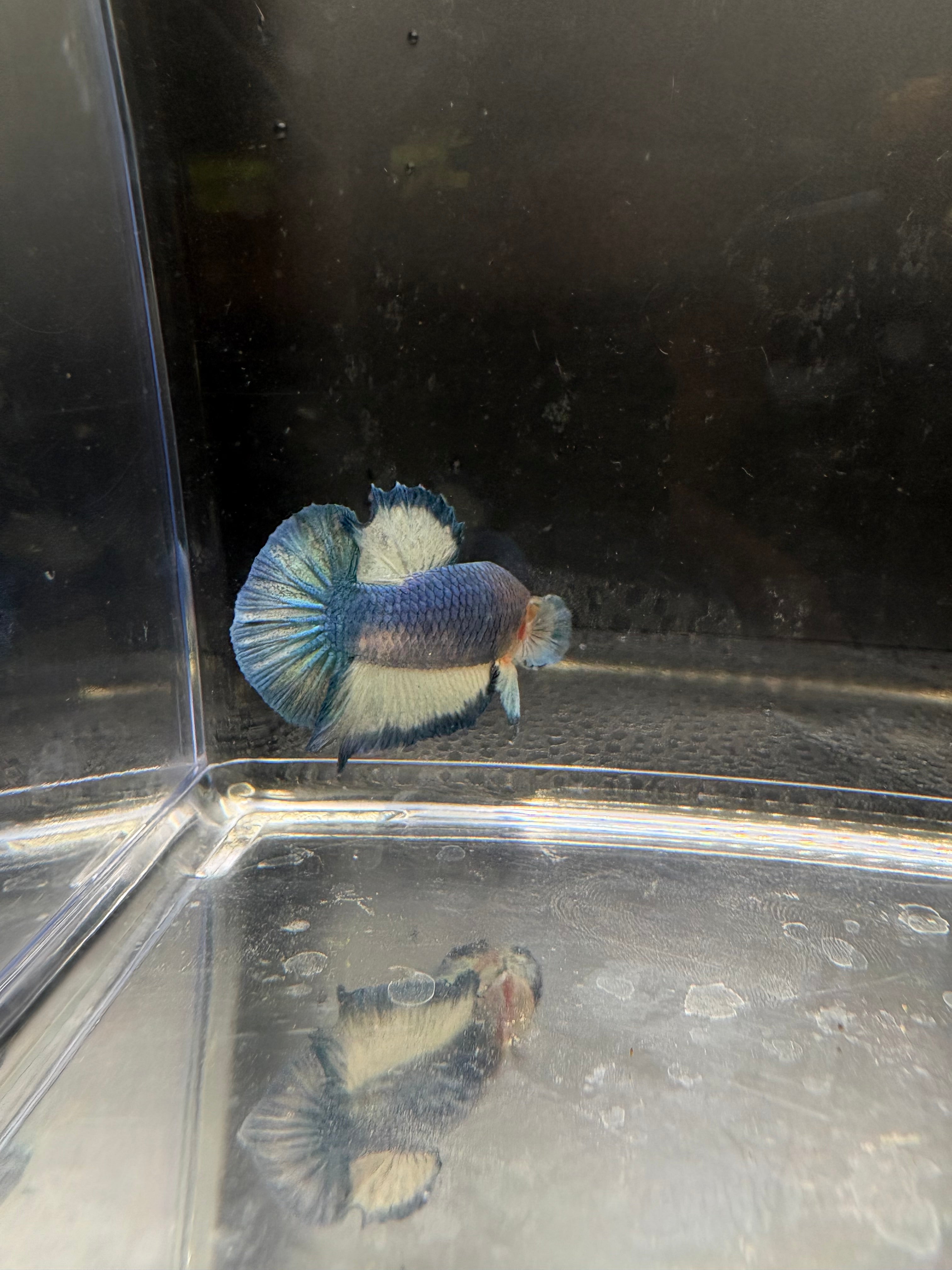 Azul Mármol HMPK — M-032