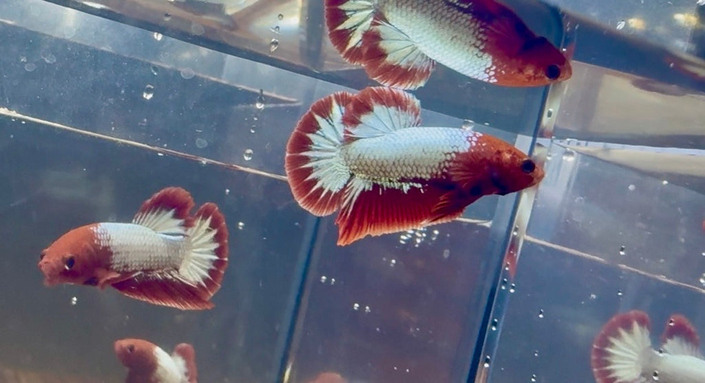 FCCP Male Betta | RZ-48