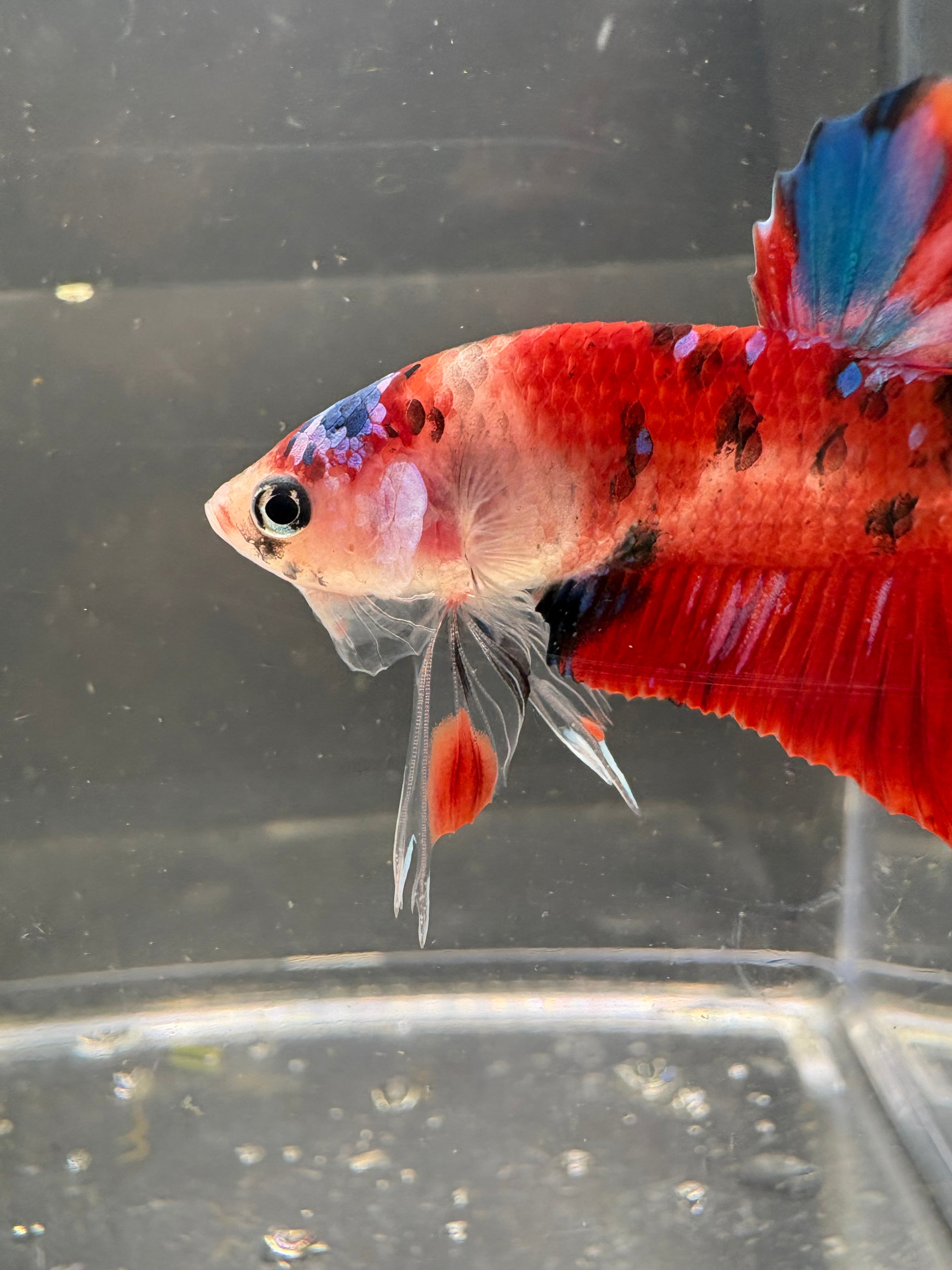Koi Galaxy HMPK — M-009