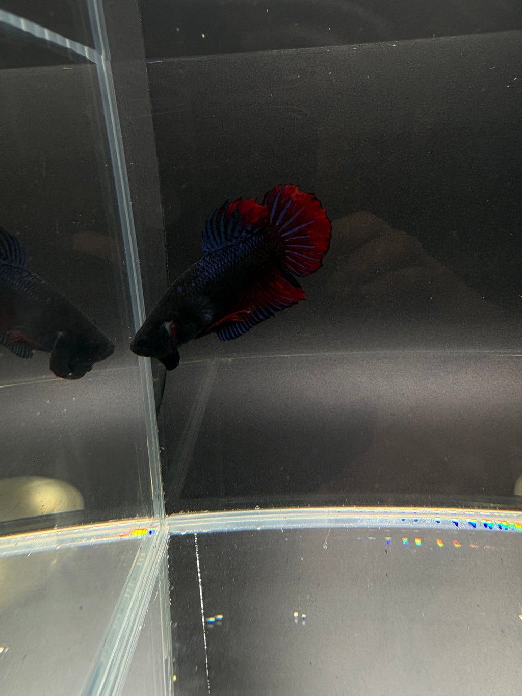 Thai Fighter Male Plakat