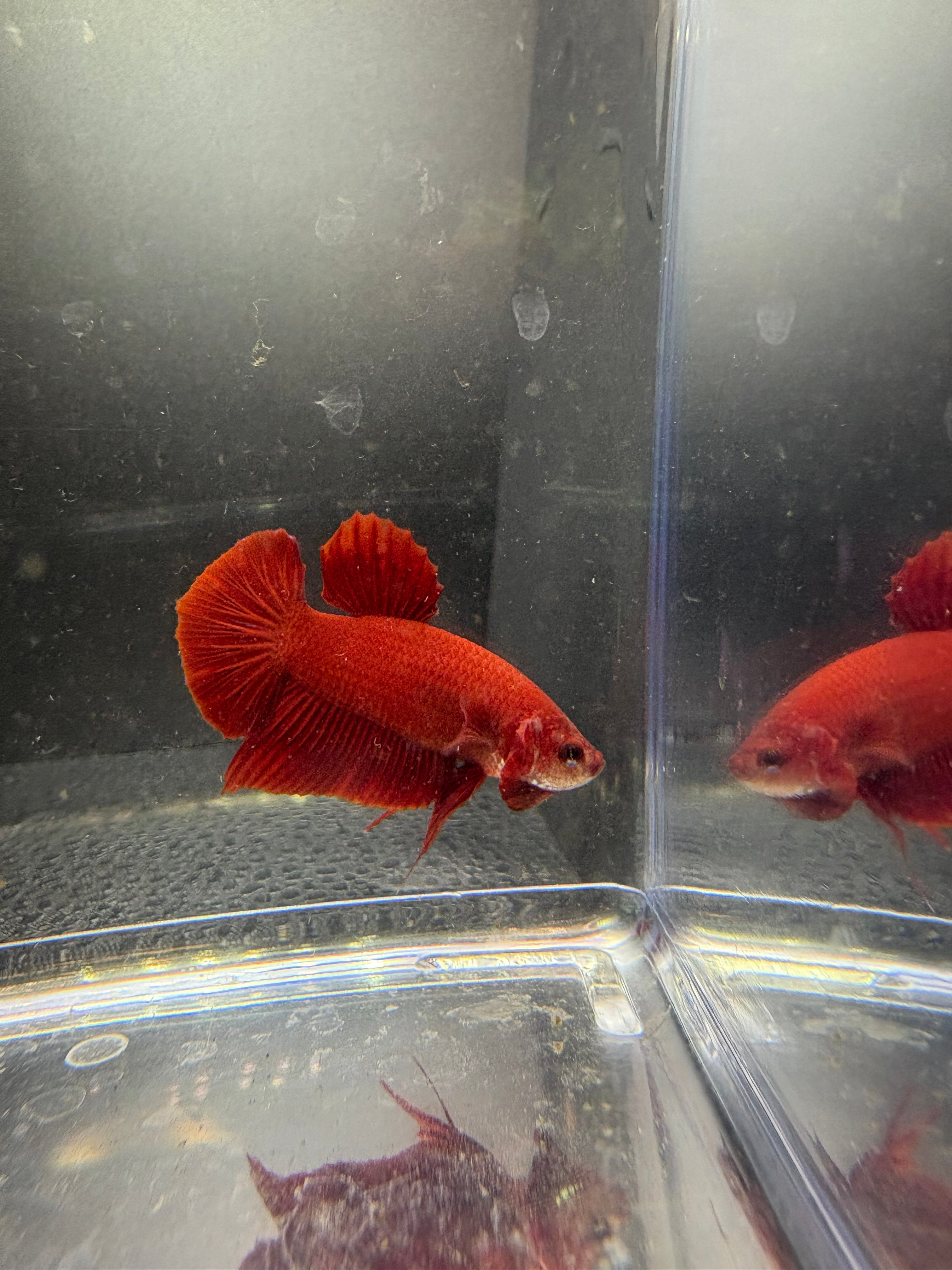 Super Red HMPK — M-028