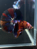 Galaxy Nemo/Koi/Candy Halfmoon Mix Male Betta | CG-42
