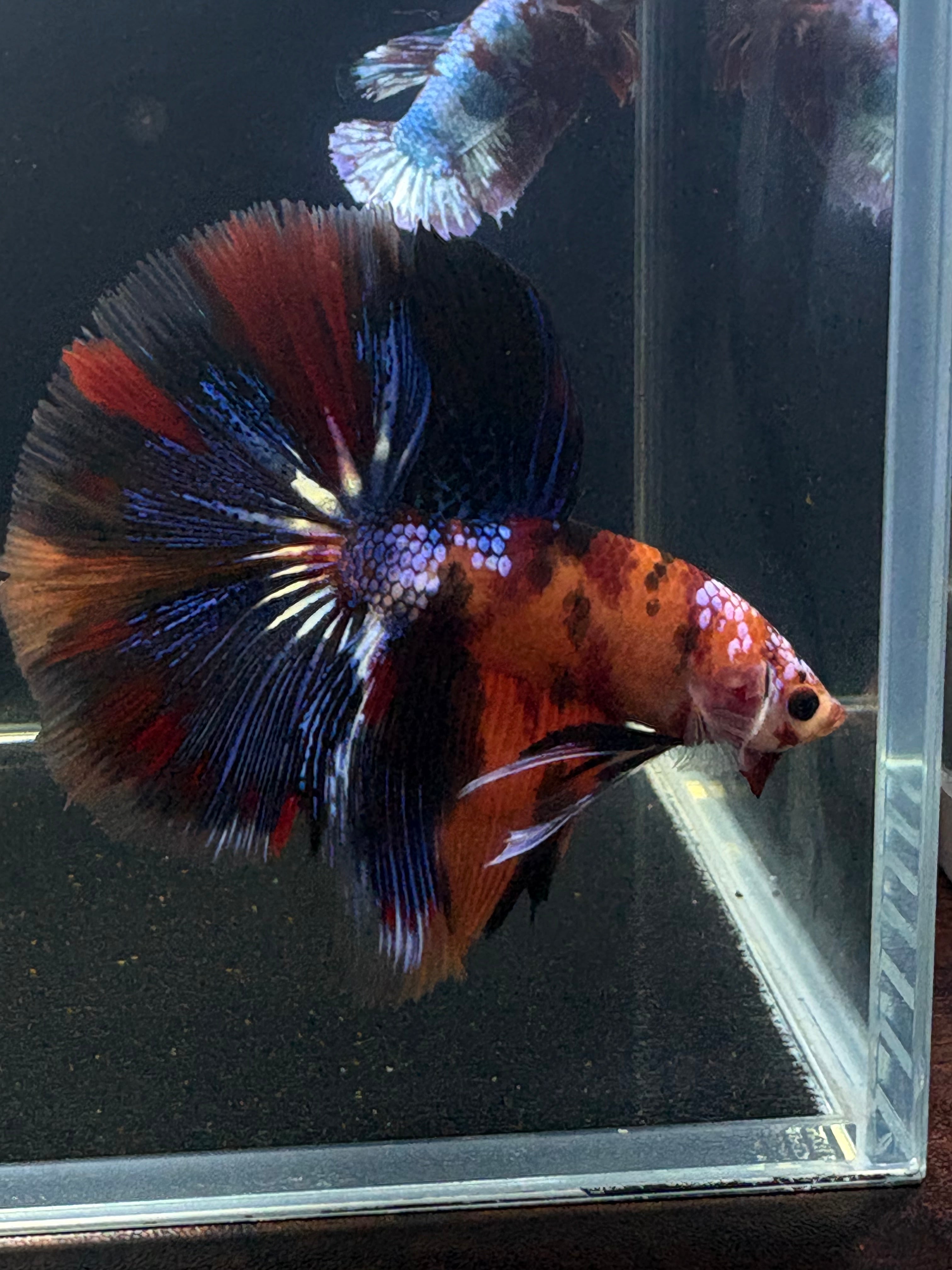 Galaxy Nemo/Koi/Candy Halfmoon Mix Male Betta | CG-42