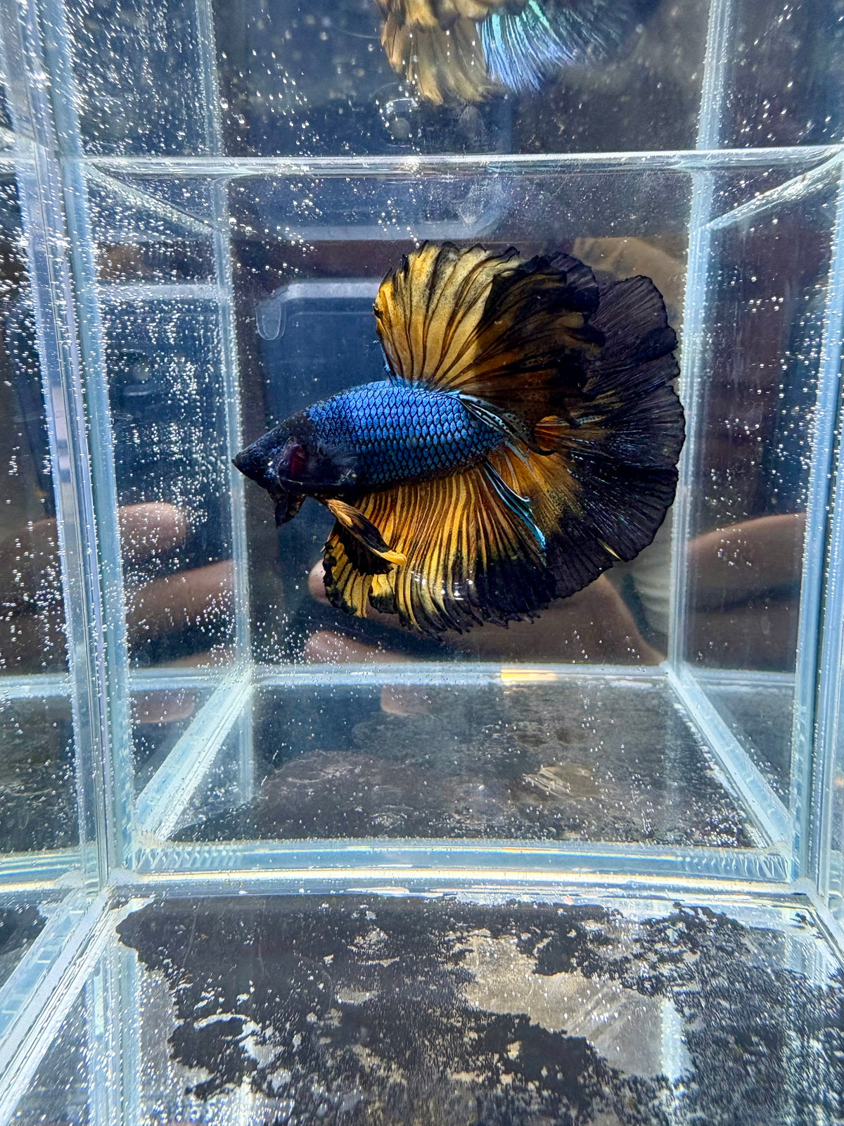 Black Yellow Mustard Gas Over Halfmoon Male Betta | CG-207