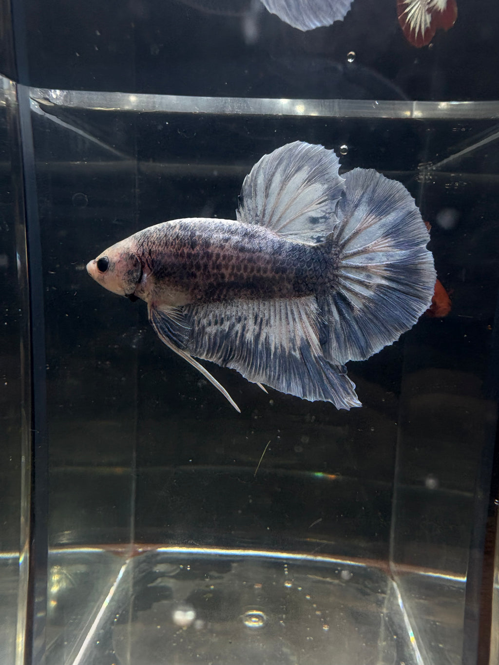 Giant Grizzly Male Betta | RZ-72