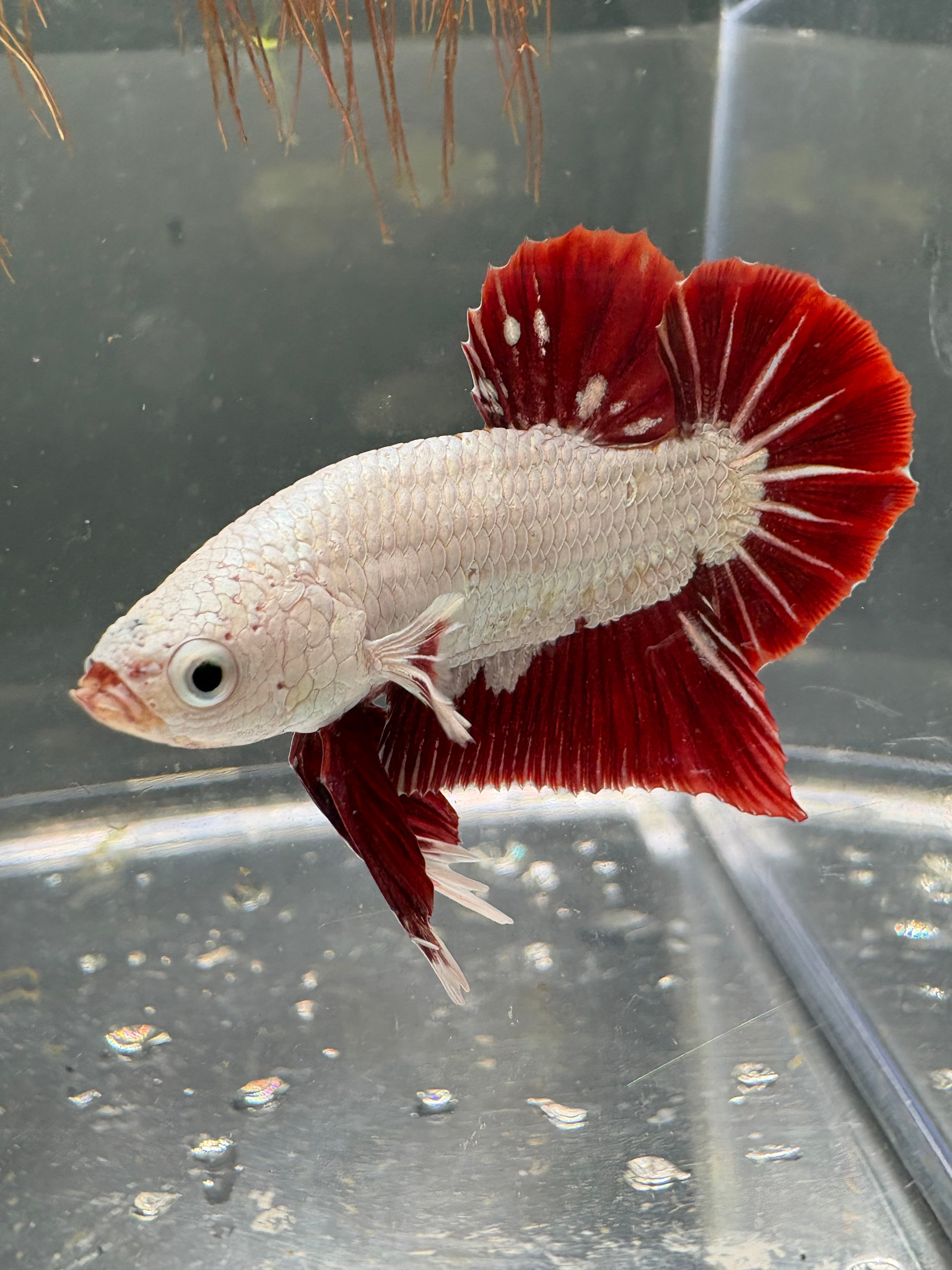 Red Dragon Plakat — M-014