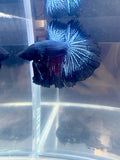 Black Light Halfmoon Male Betta | CG-98