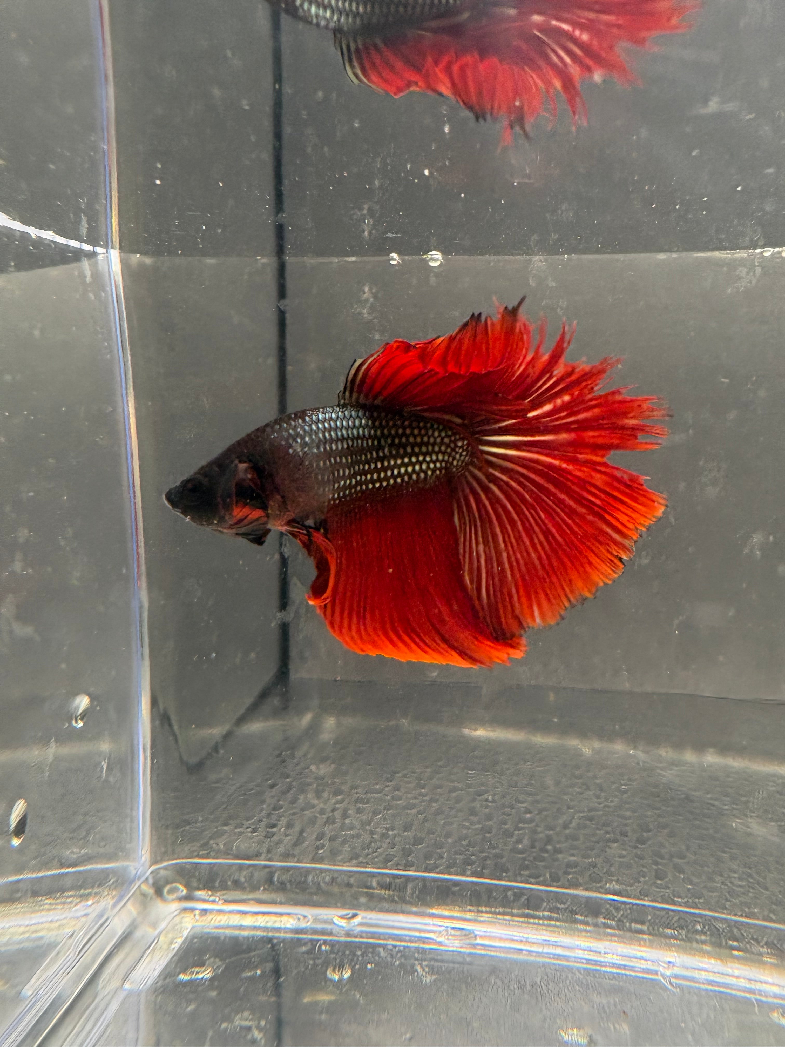 Halfmoon Copper Red — M-003