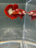 Red FCCP HMPK — M-011