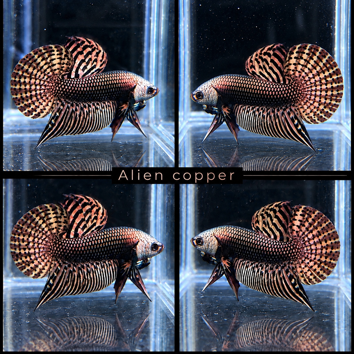 Alien Copper Live Betta Fish Male | Stock Photo