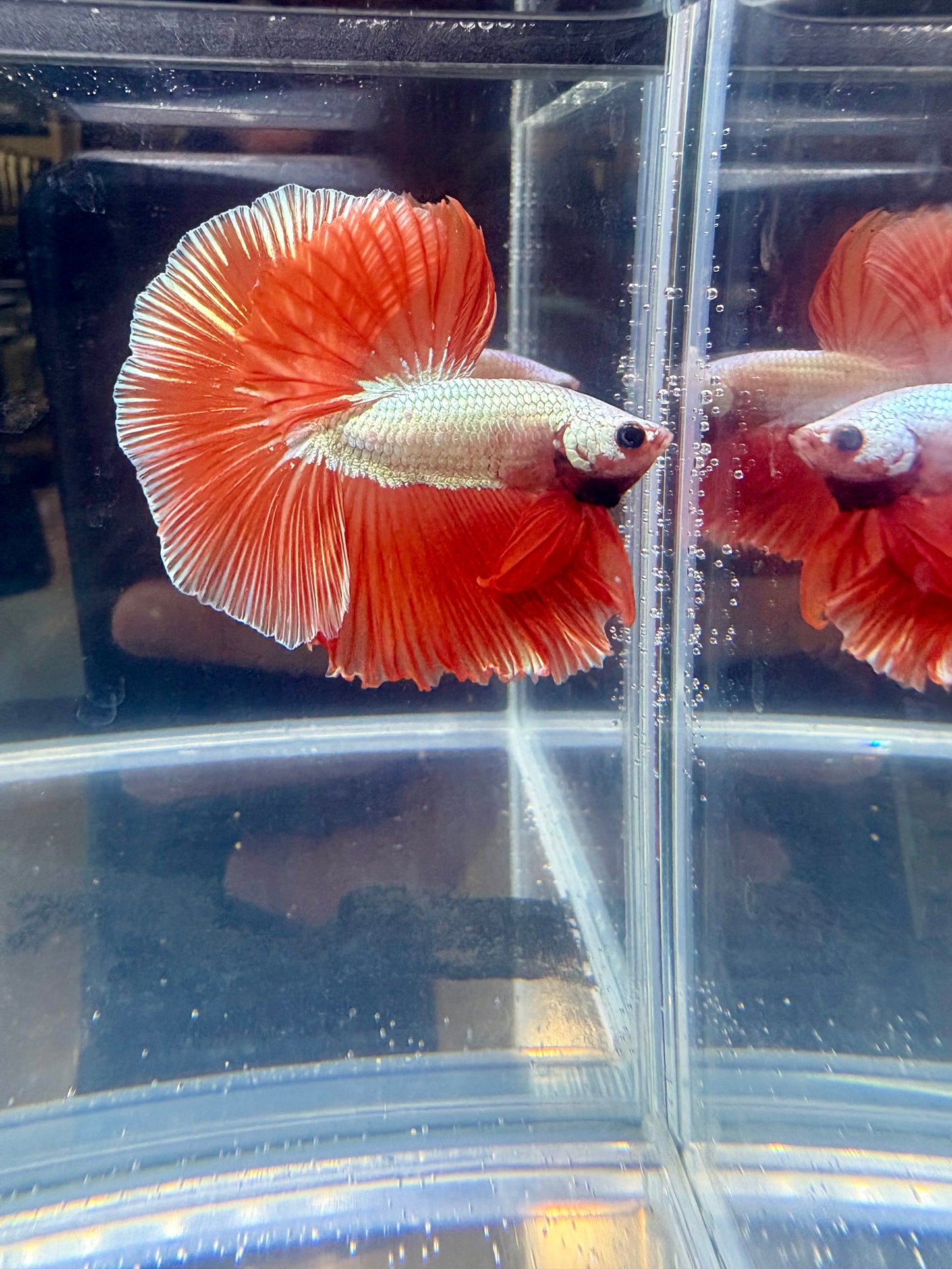 Perfect Red Dragon Hawk OHM Betta | CG-140