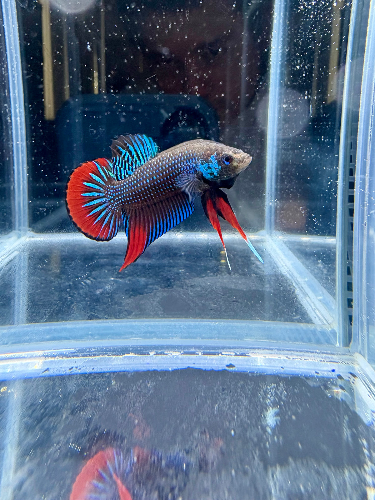 Green Imbellis Red Tail Live Betta Fish Male | CG-196