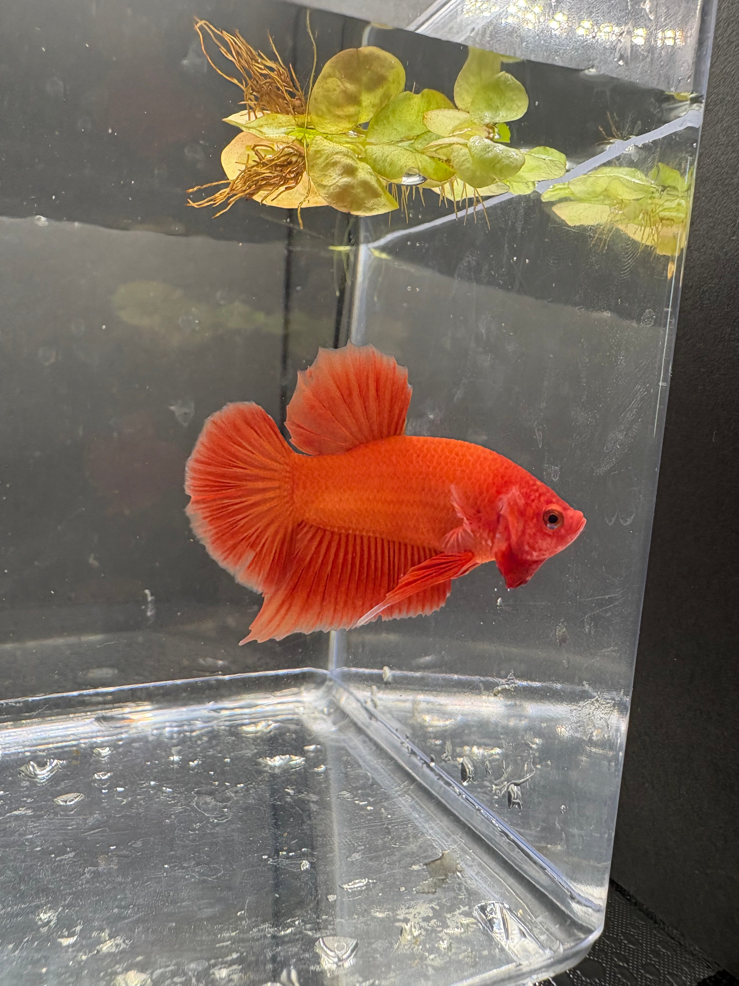 Orange HMPK — M-015