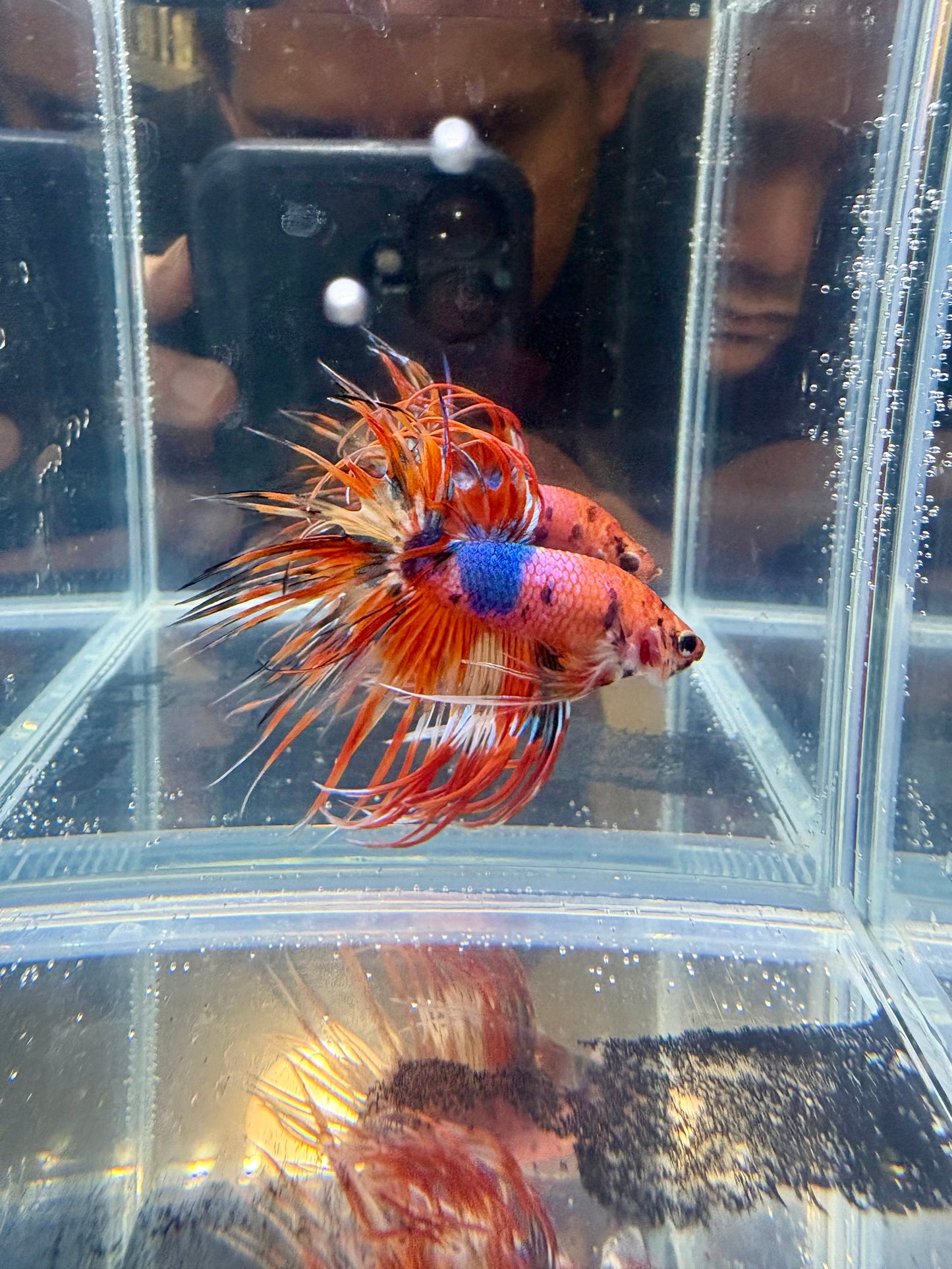 Emerald Candy Nemo Crowntail live Betta | CG-107