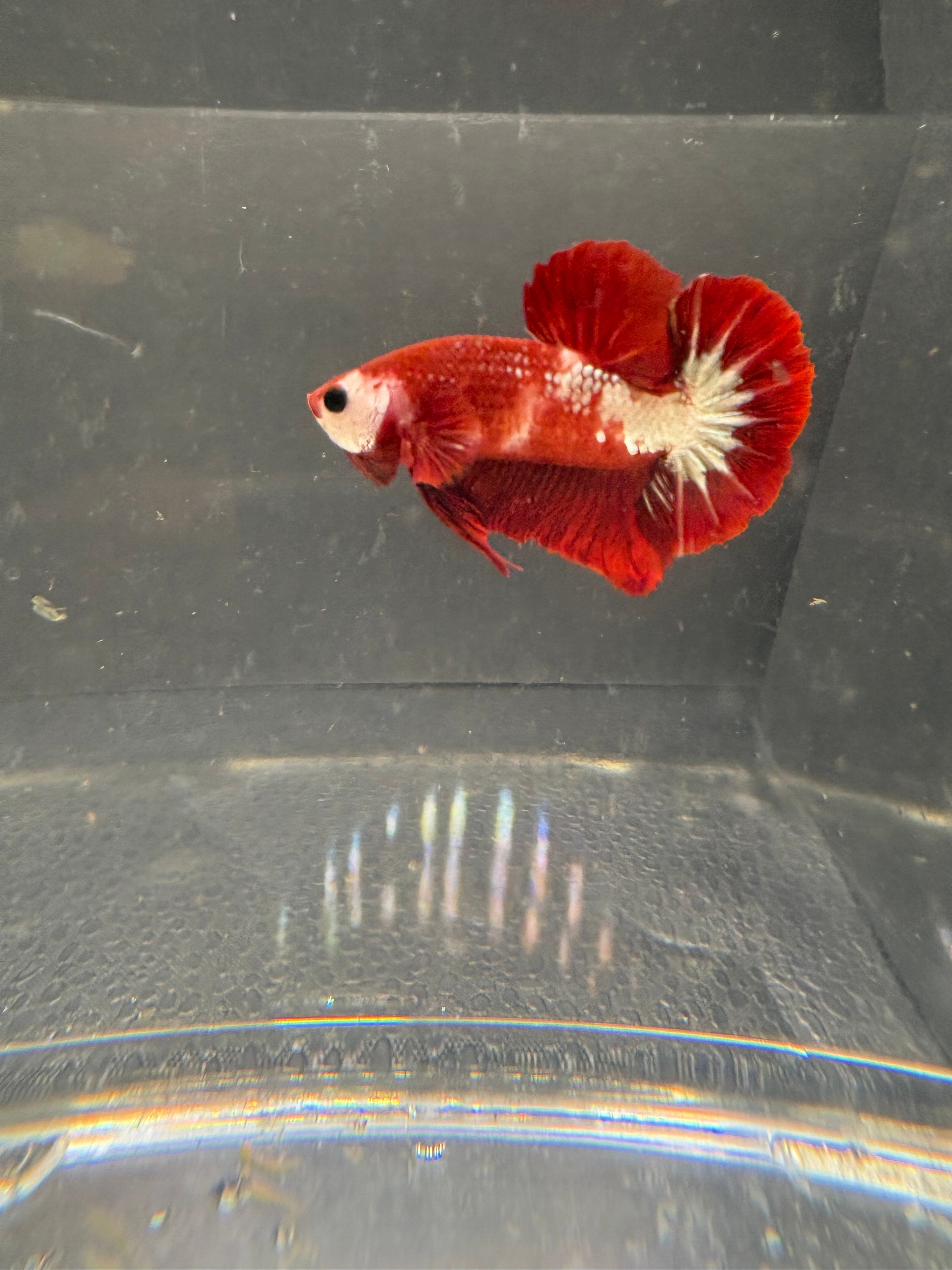 Red FCCP HMPK — M-011