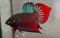 Green-Red Original Splendens Wild Bettas