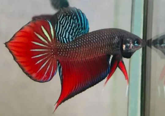 Green-Red Original Splendens Wild Bettas