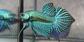 Live Male Betta Green Alien Hybrid wild Plakat -High quality what you see what you get!!