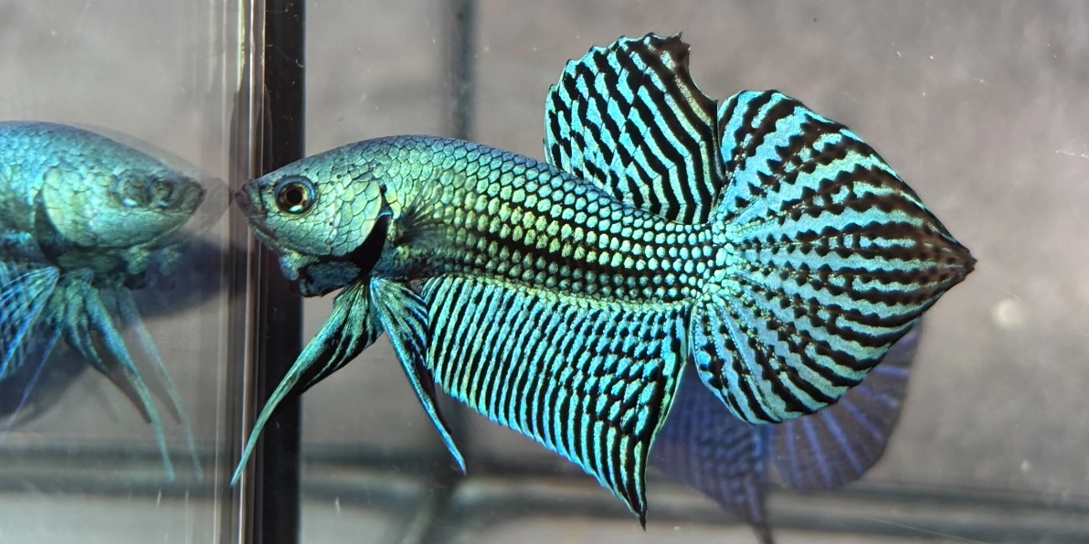 Live Male Betta Green Alien Hybrid wild Plakat -High quality what you see what you get!!